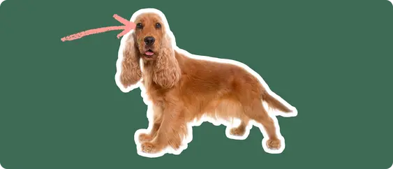 Cocker Spaniel