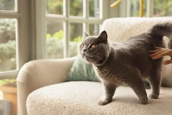 Image of a grey cat on the sofa