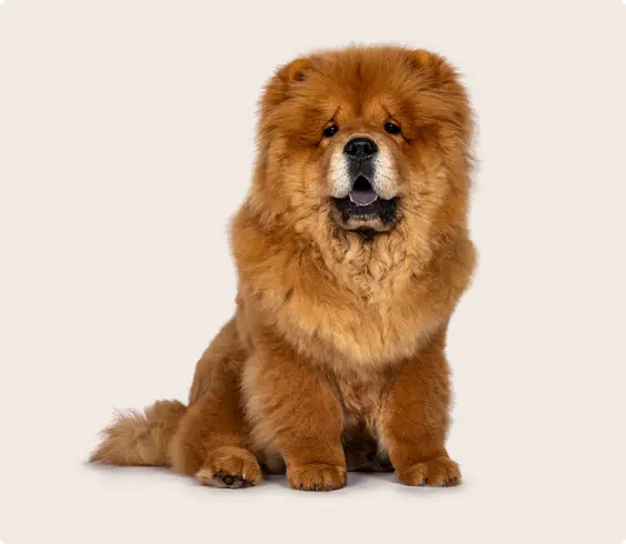 Chow chow dog
