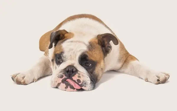 Bulldog laying on his belly with tongue hanging out