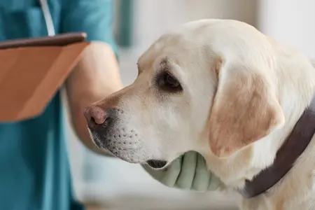 Dog at the vet