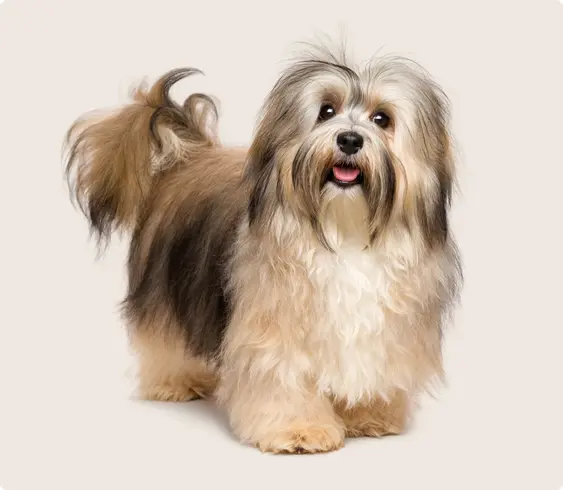 Image of a brown Havanese looking into the camera
