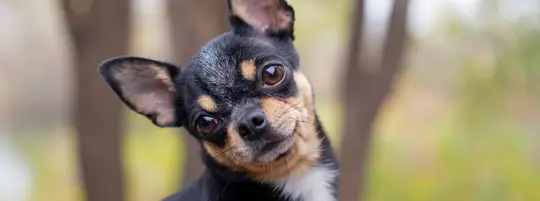 A black and tan Chihuahua with a quizzical look stands outdoors with blurred trees in the background.