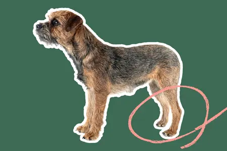Border Terrier with a pink circle drawn over one of its hind legs