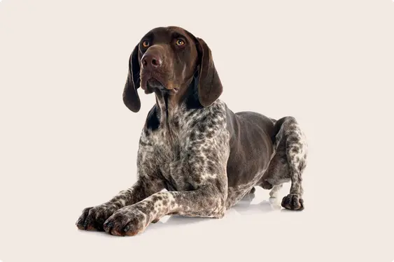 A German Shorthaired Pointer with a dark brown head and ears, and a white and brown speckled body, lying down against a light beige background and looking to the side.