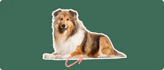 A cut out of a Rough Collie laying down, with a white stroke, on a green background, with a pink arrow pointing to it's stomach.