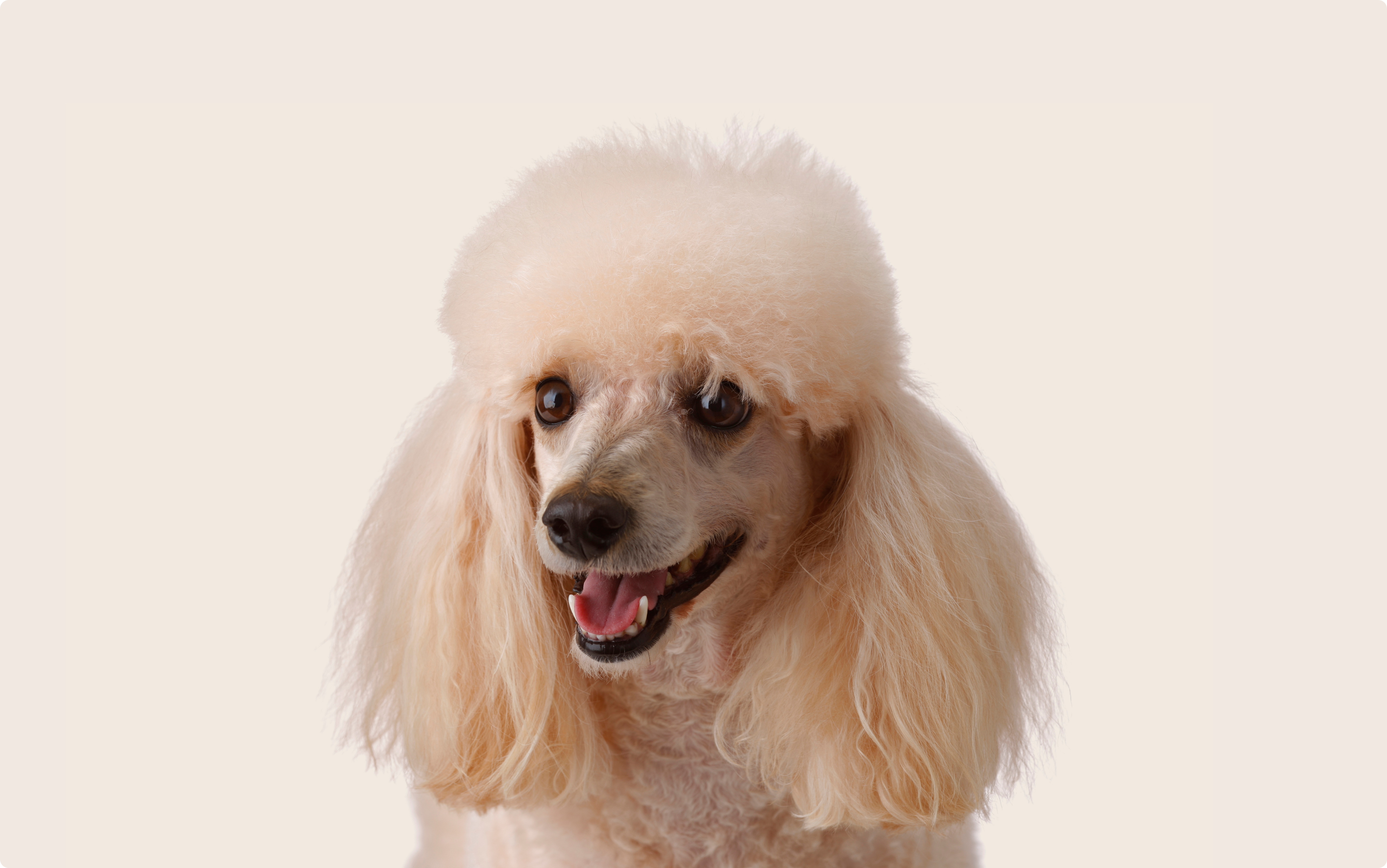 Poodle with fluffy head-hair and long ears looking at camera with mouth open