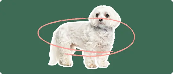Maltese with a pink circle drawn over its body