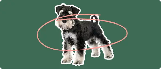 Image of a black Mini Schnauzer with a pink circle drawn over it