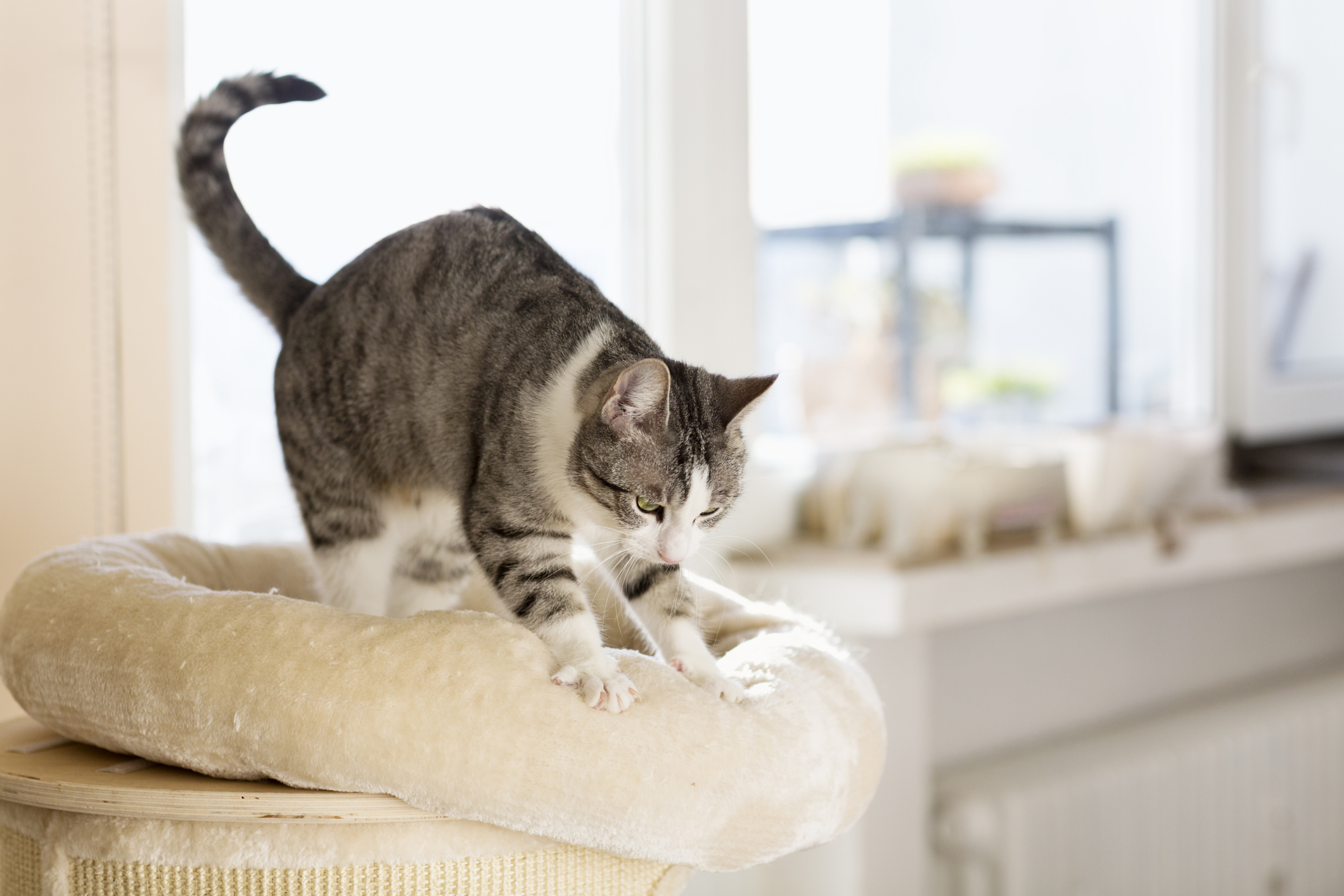 Image of a grey-and-white cat kneading on its bed