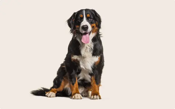 Bernese