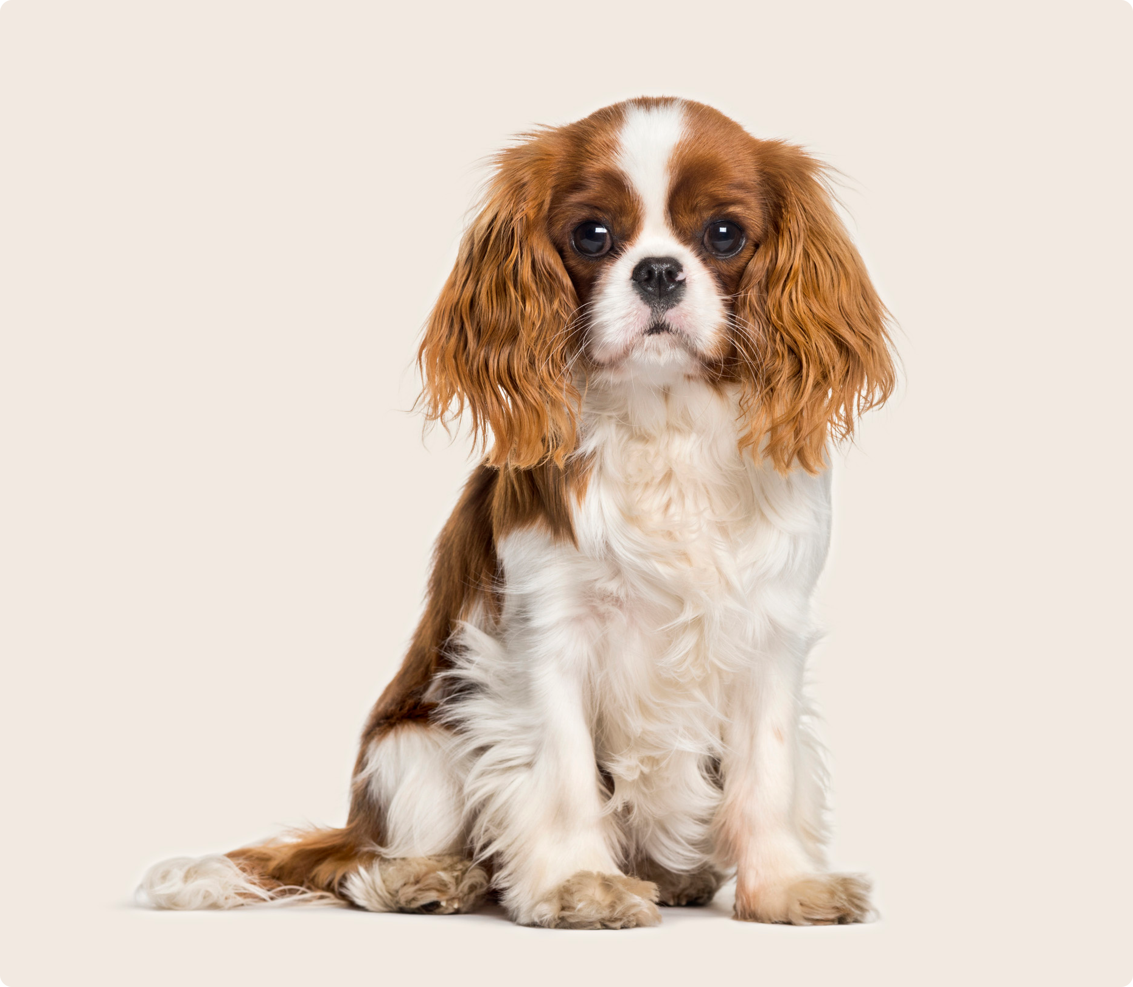 Image of a brown-and-white Cavalier King Charles Spaniel looking into the camera on a beige background.