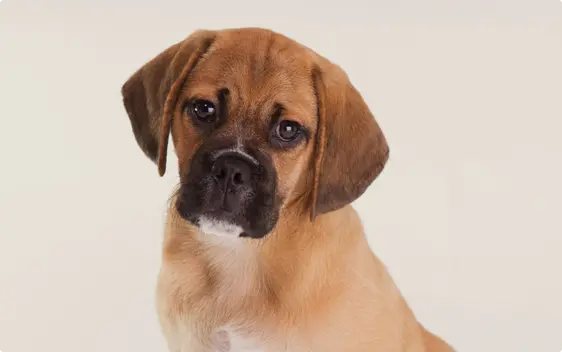 A close up of a puggle puppy's face on a beige background