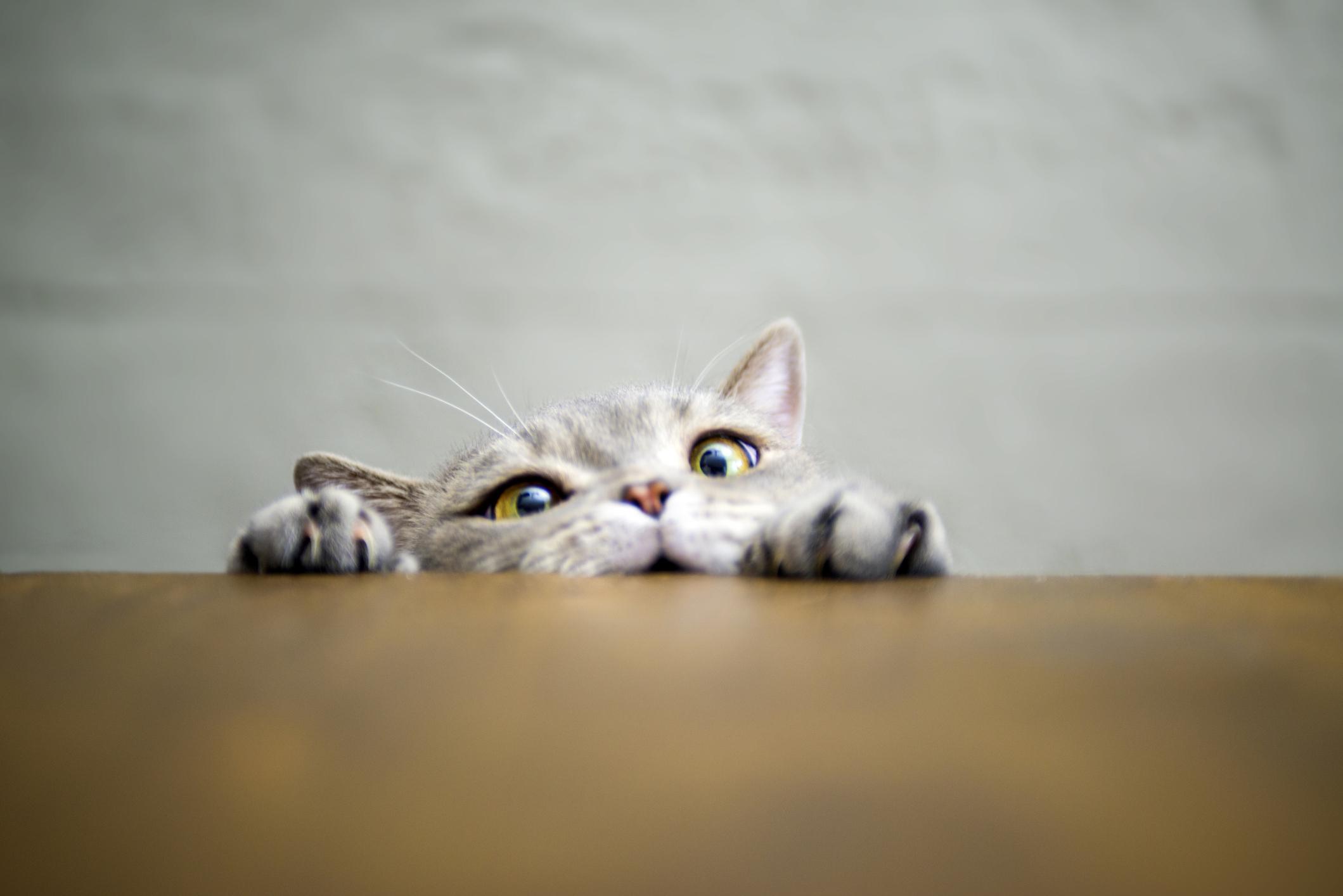 A cat peers over the table while trying to climb it, it is a humorous photo and the cat is pulling a funny, struggling face