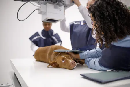 Dog getting an x ray