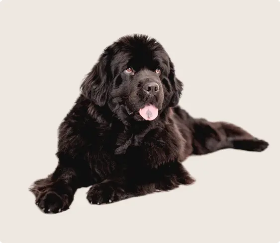 Newfoundland dog
