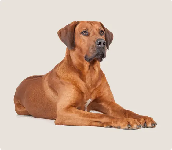 Image of a brown Rhodesian Ridgeback lying down