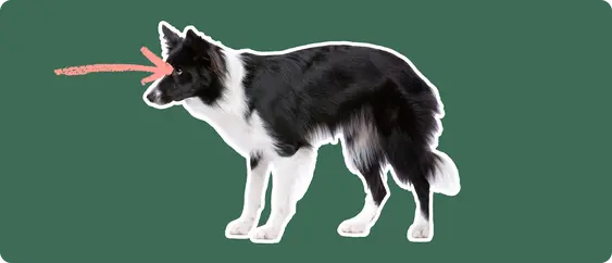 Image of a black-and-white Border Collie with a pink arrow drawn to its eye