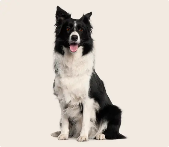 Image of a Border Collie sitting down and looking into the camera