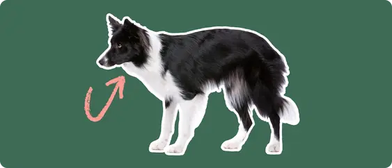Image of a black-and-white Border Collie with a pink arrow drawn to its thyroid