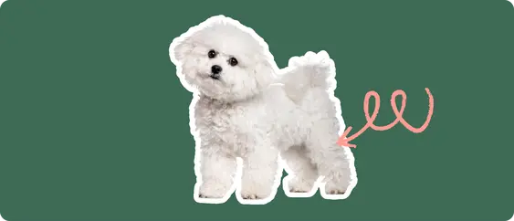 Bichon Frise