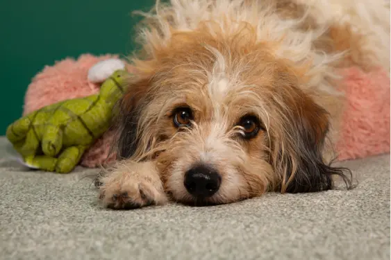 senior dog laying on a carpet alongside a stuffed toy while looking soulfully ahead