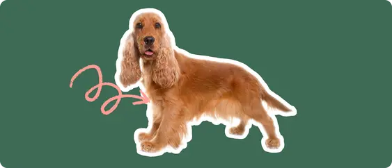 Cocker Spaniel