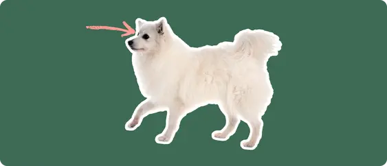 The sideview of a fluffy white American Eskimo dog cut out with a white outline, with a pink arrow pointing to it's eye, on a solid green background