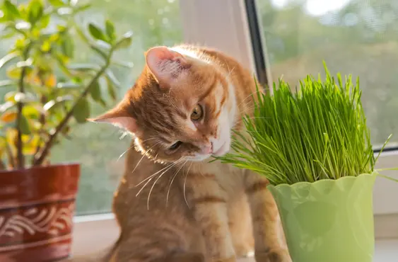 Cat with catnip
