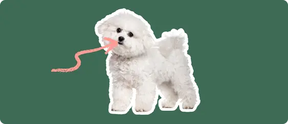 Bichon Frise
