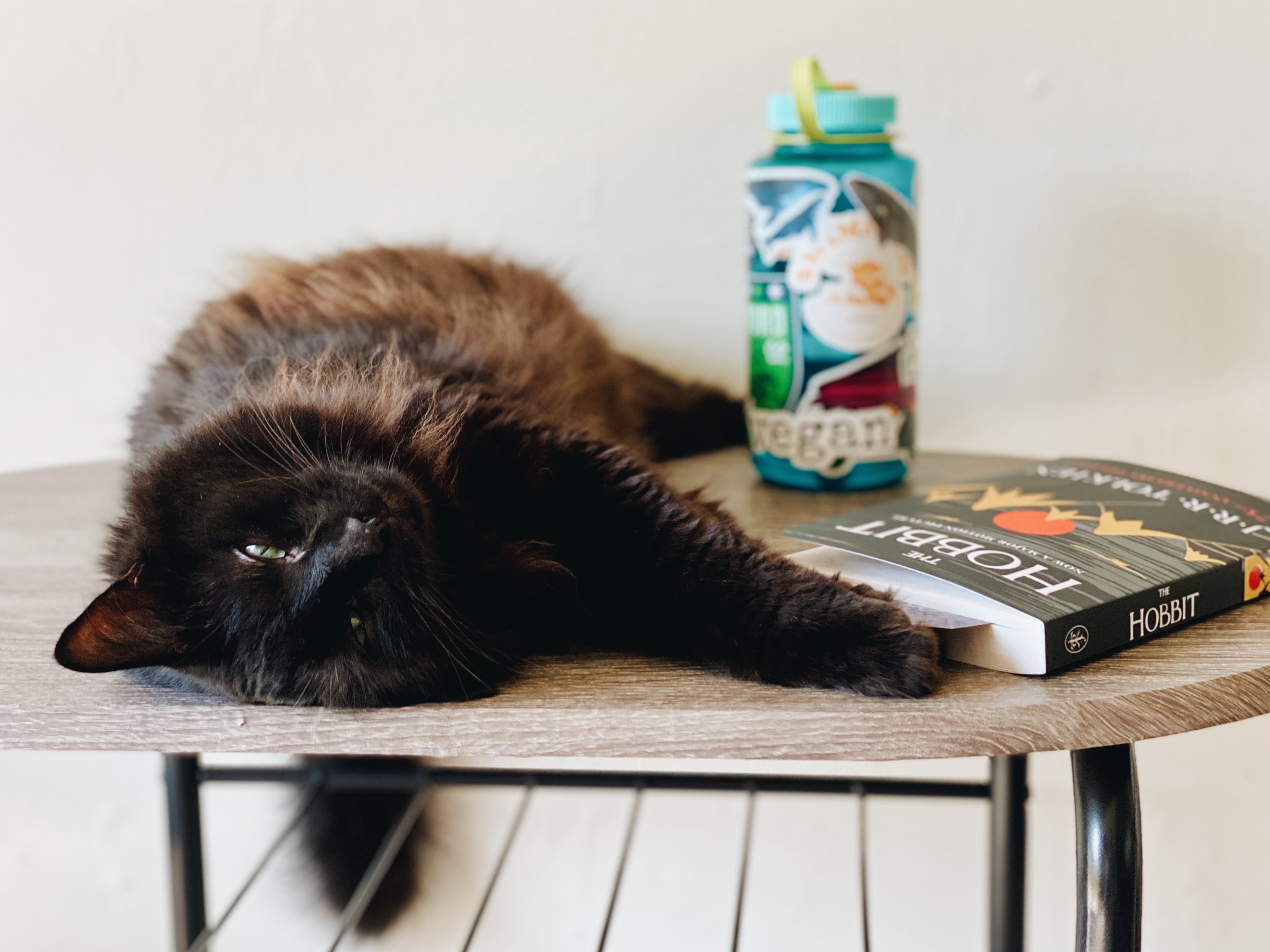 Cat resting on coffee table