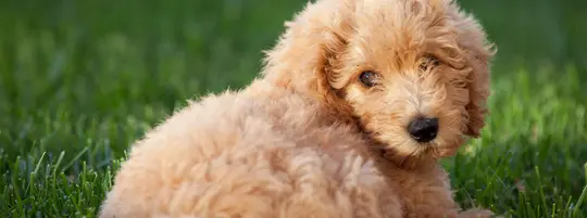 Fluffy brown puppy lying on green grass, looking back with curious eyes.