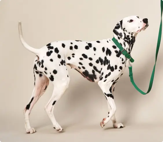 Image of a black-and-white Dalmatian with a green lead on a beige background