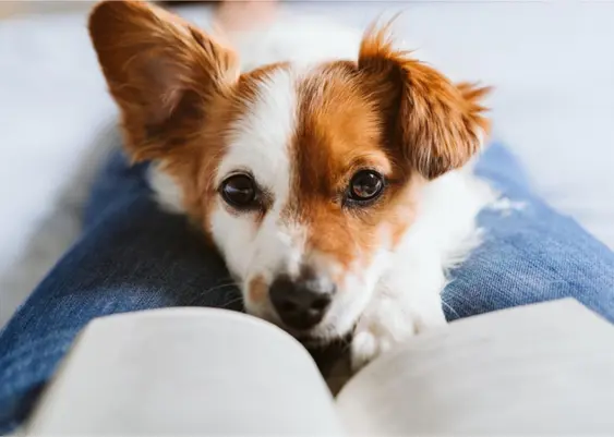 Small lap dog sitting on owners lap