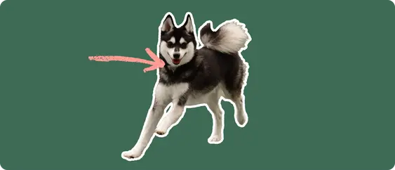An Alaskan Klee Kai dog on a green background with a pink arrow pointing to it's neck