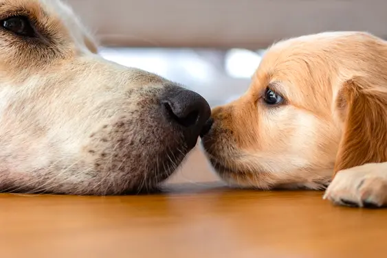 An adult dog and a puppy lying on the floor touching noses