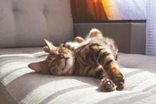 Domestic bengal cat with striped fur lying on gray sofa in the sunshine.