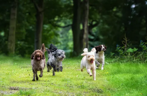 Spaniels and Spoodles
