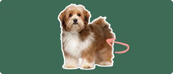 Image of a brown Havanese with a pink arrow drawn to its hip