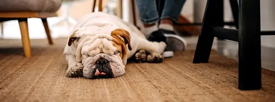 A Bulldog
