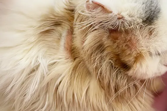 A balding area of fur on a cat, with obvious hair loss