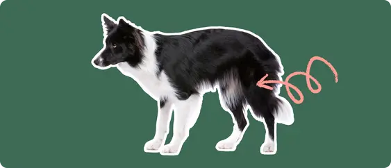 Image of a black-and-white Border Collie with a pink arrow drawn to its hip
