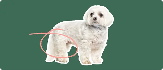 Maltese