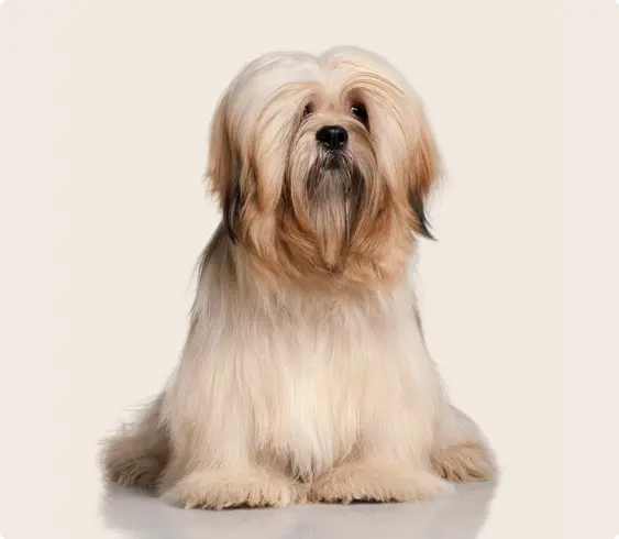 Image of a brown Lhasa Aspo on a beige background