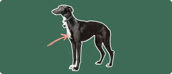 Image of a black whippet on a green background with a pink arrow drawn to its chest
