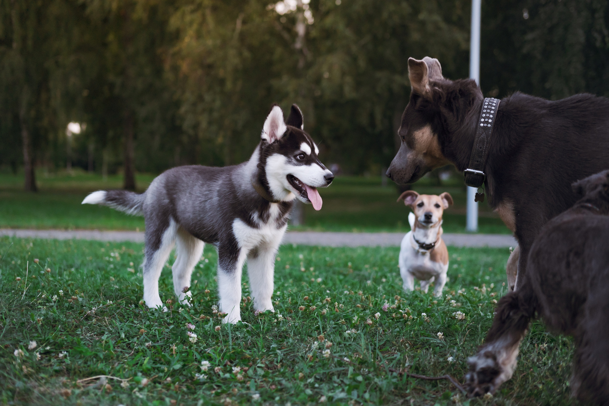 Multiple dogs socializing in a grassy dog park