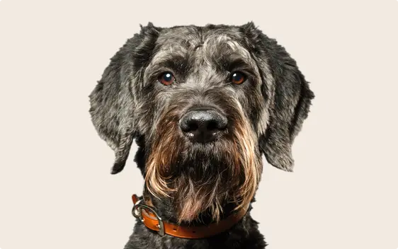 A black Schnoodle dog on a beige background