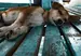 Image of a brown dog lying on its side