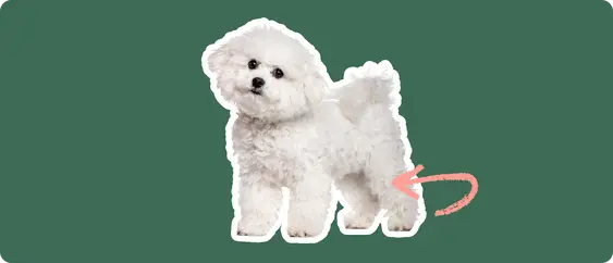 Bichon Frise