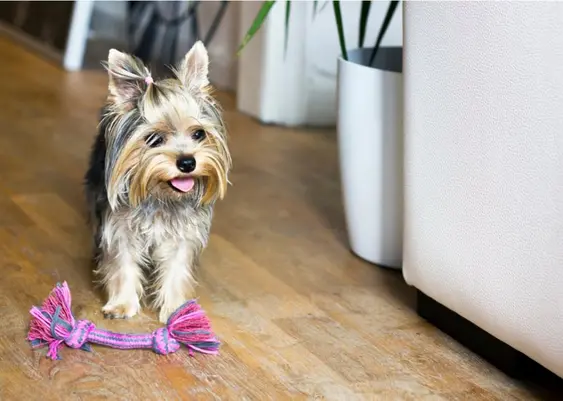 Dog leaving chew toy on the ground